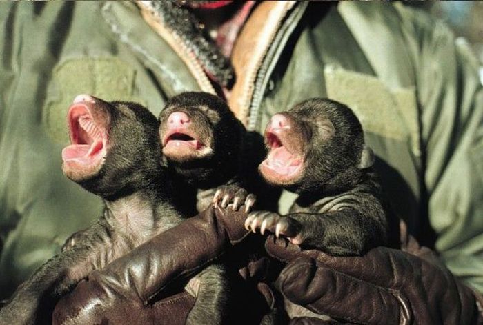 Acid Picdump (161 pics)
