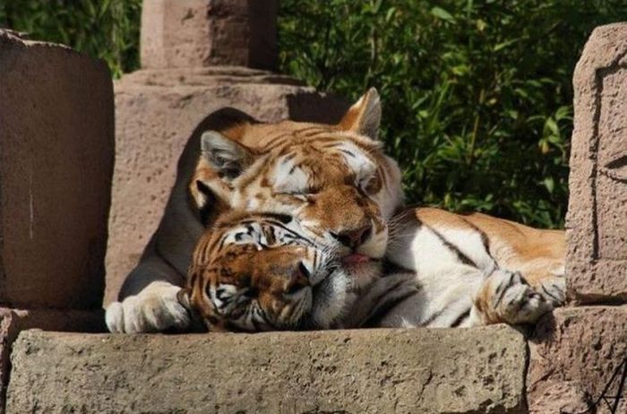 Acid Picdump (161 pics)