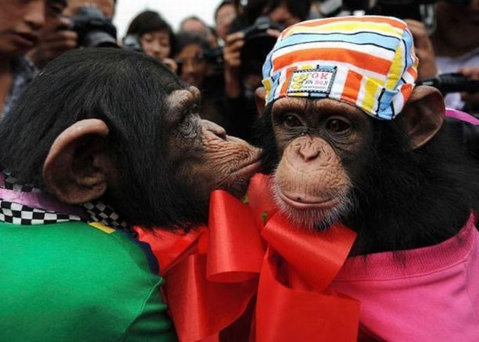 Acid Picdump (161 pics)