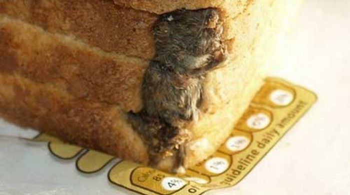 Mouse in Loaf of Bread (3 pics)