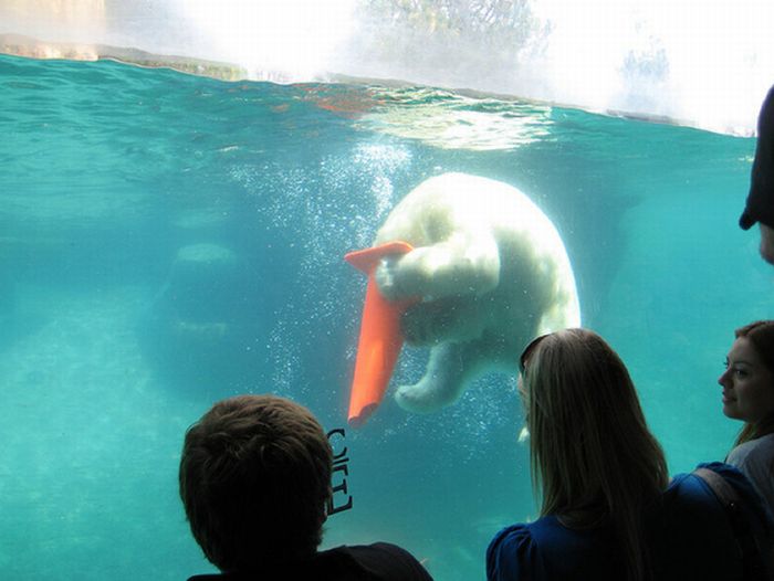 Polar Bears With Cones On Their Heads (6 pics)