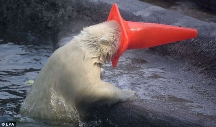 Polar Bears With Cones On Their Heads (6 pics)