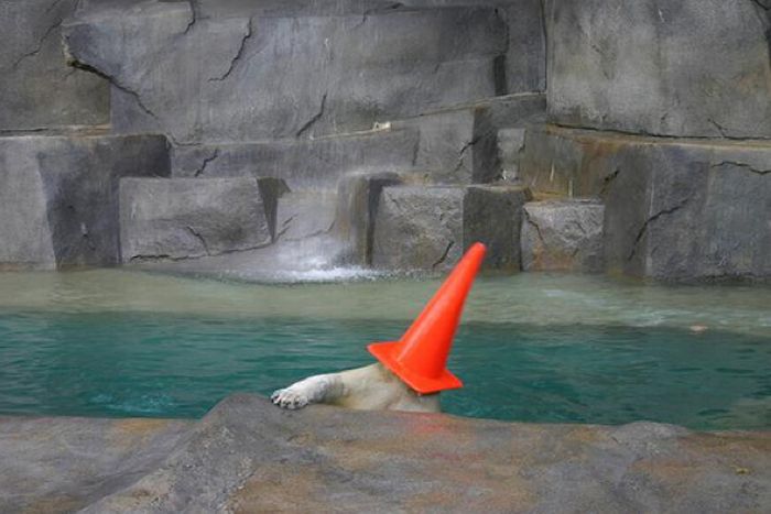 Polar Bears With Cones On Their Heads (6 pics)