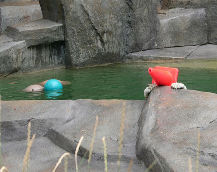 Polar Bears With Cones On Their Heads (6 pics)