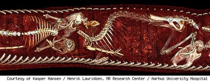 Rat Inside a Python (4 pics)