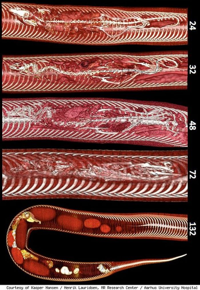 Rat Inside a Python (4 pics)