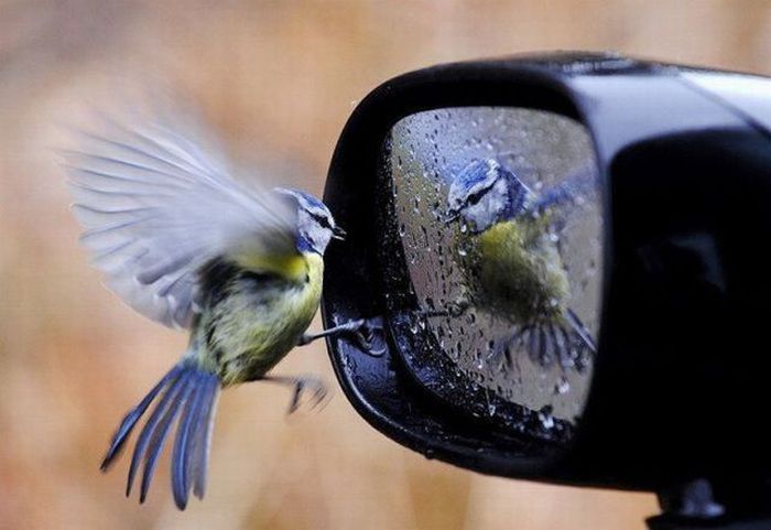 Acid Picdump (133 pics)