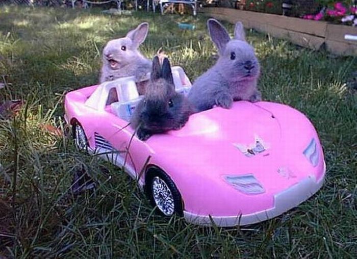 Acid Picdump (133 pics)
