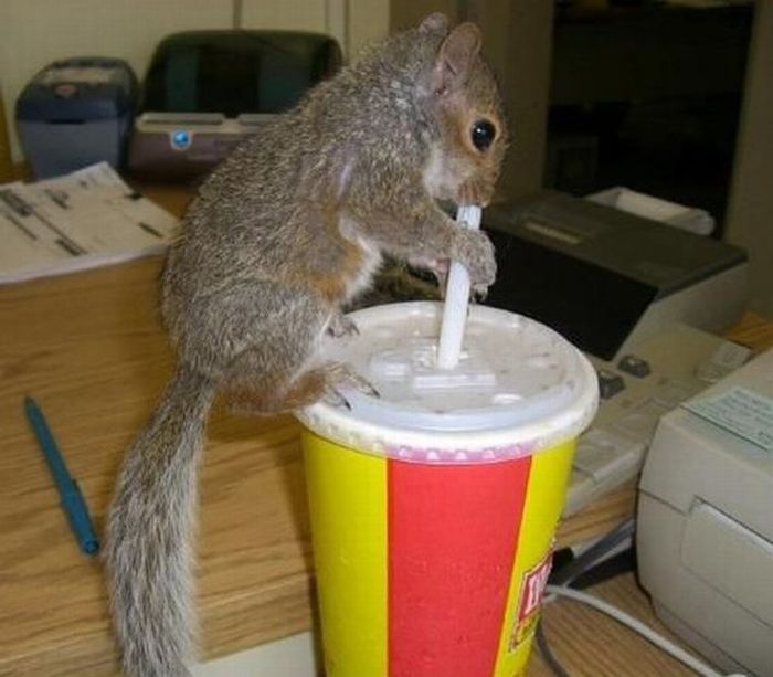 Acid Picdump (133 pics)