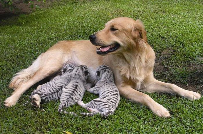 Animal Adoptions (12 pics)
