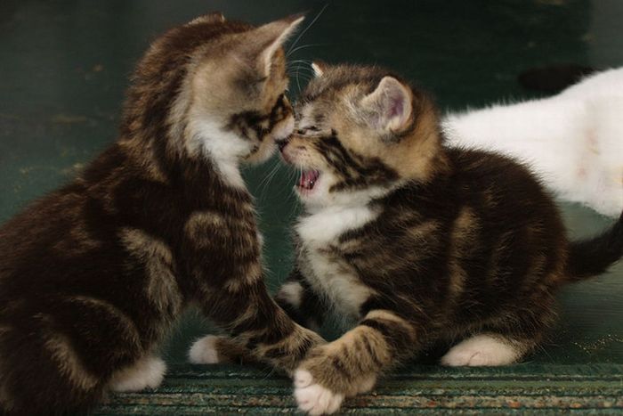 Animal Fights (18 pics)