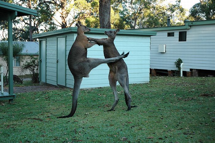 Animal Fights (18 pics)