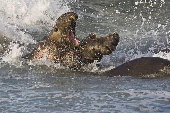 Animal Fights (18 pics)