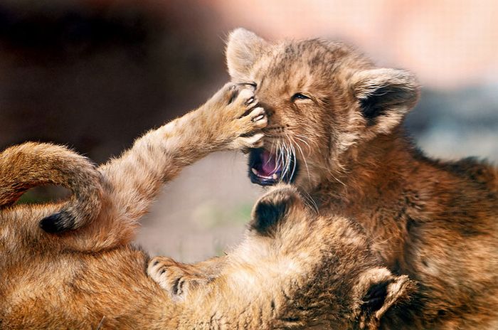 Animal Fights (18 pics)