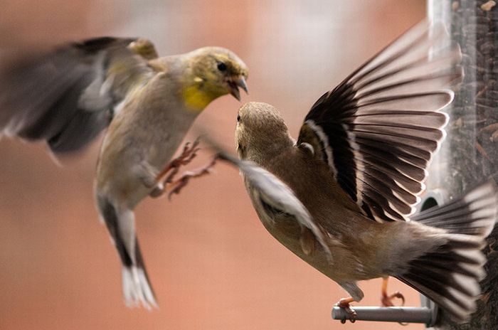 Animal Fights (18 pics)