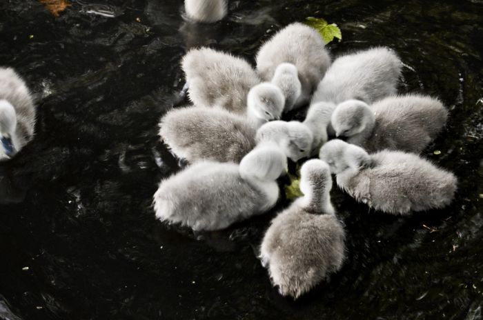 Cute Cygnets Photographs (20 pics)