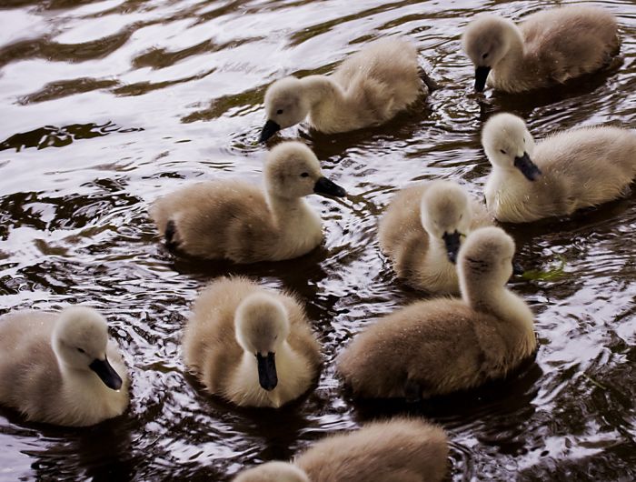 Cute Cygnets Photographs (20 pics)