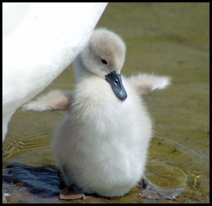Cute Cygnets Photographs (20 pics)