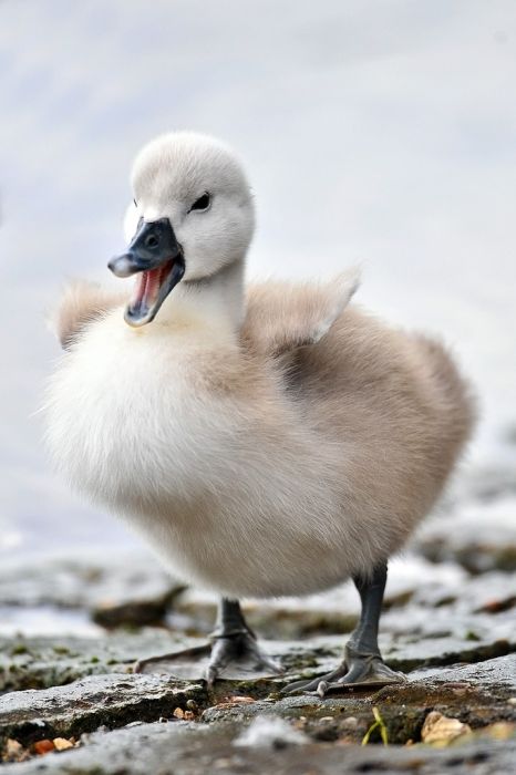 Cute Cygnets Photographs (20 pics)