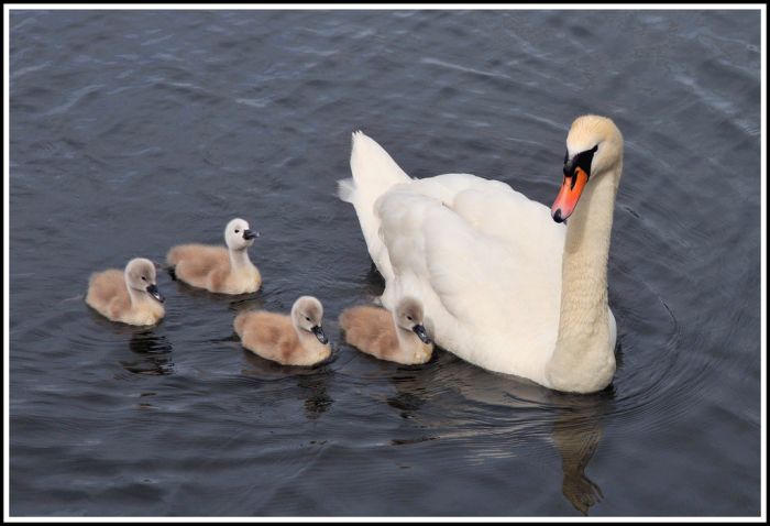 Cute Cygnets Photographs (20 pics)