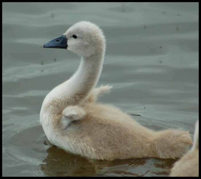 Cute Cygnets Photographs (20 pics)