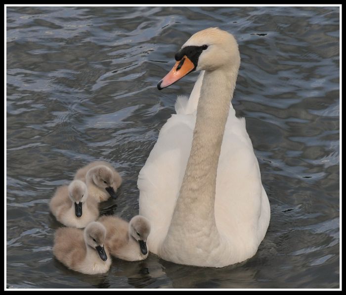 Cute Cygnets Photographs (20 pics)