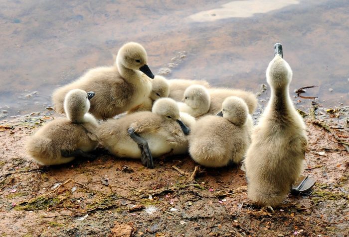 Cute Cygnets Photographs (20 pics)