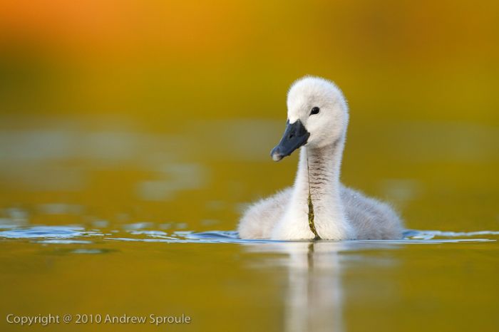 Cute Cygnets Photographs (20 pics)