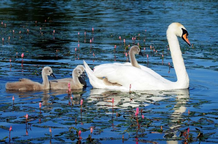 Cute Cygnets Photographs (20 pics)