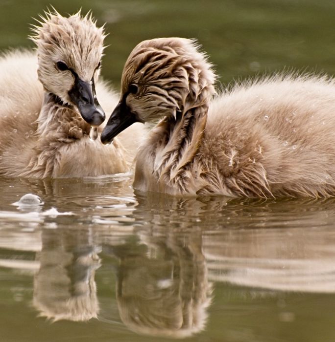 Cute Cygnets Photographs (20 pics)