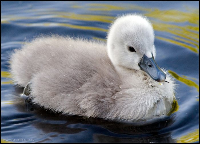 Cute Cygnets Photographs (20 pics)