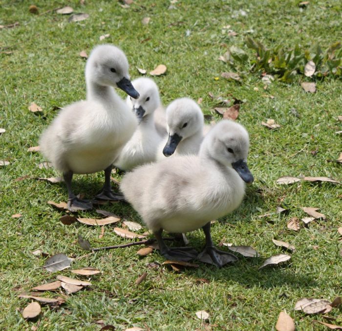 Cute Cygnets Photographs (20 pics)