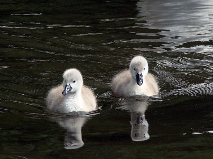 Cute Cygnets Photographs (20 pics)