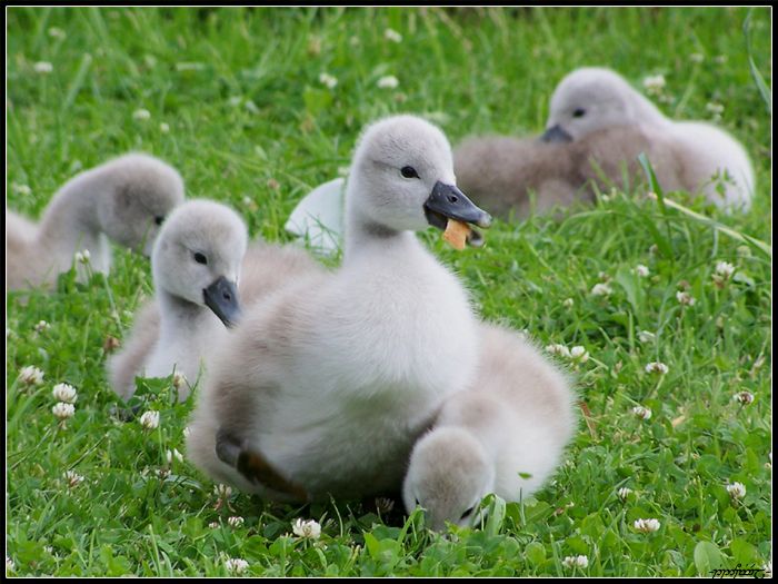 Cute Cygnets Photographs (20 pics)