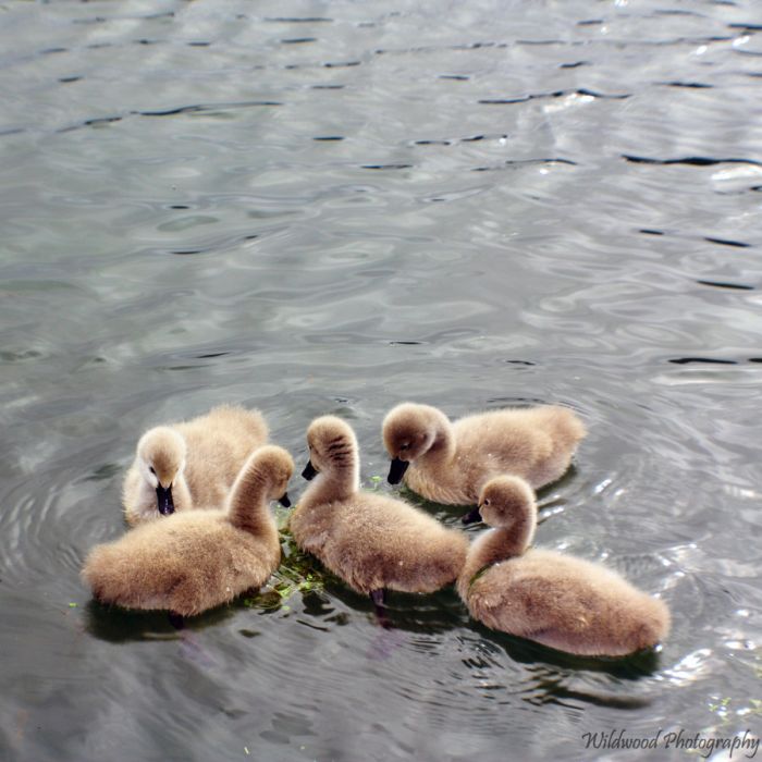 Cute Cygnets Photographs (20 pics)