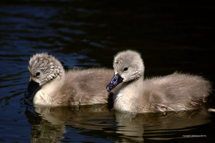 Cute Cygnets Photographs (20 pics)