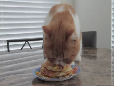 Flat-Faced Cat Eats Birthday Pancakes