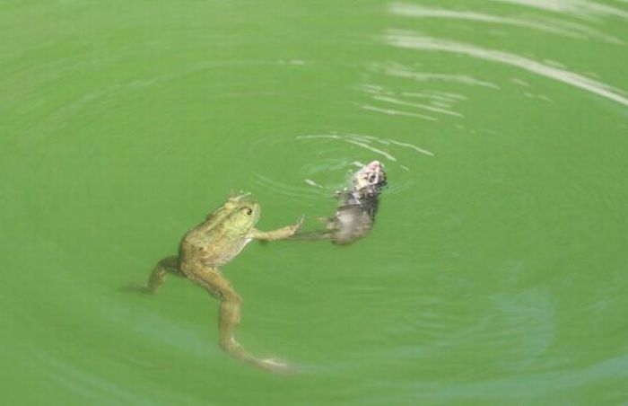 Frog vs Chipmunk (17 pics)