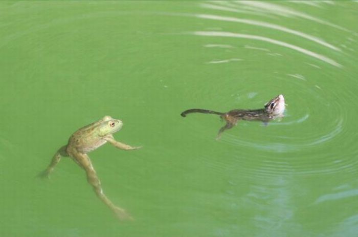Frog vs Chipmunk (17 pics)