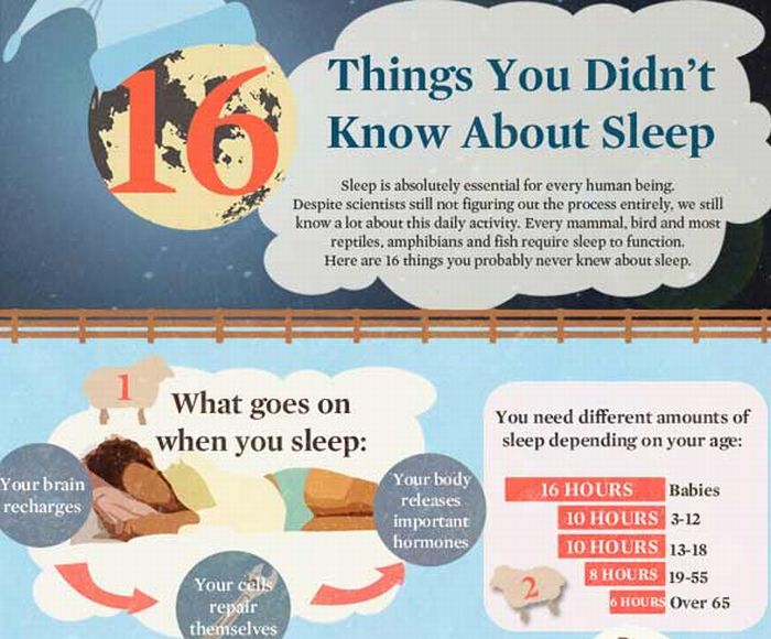 Things You Didn't Know About Sleep (infographic)