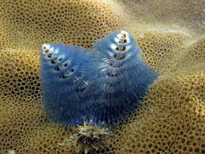 Beautiful and Unusual Underwater Creatures (23 pics)