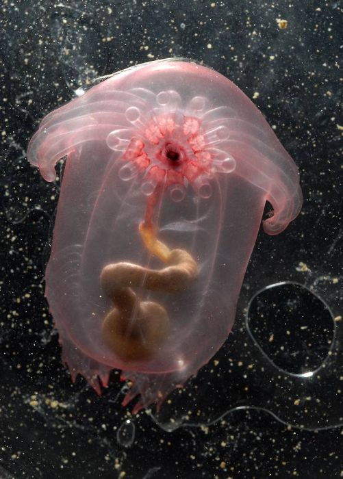 Beautiful and Unusual Underwater Creatures (23 pics)