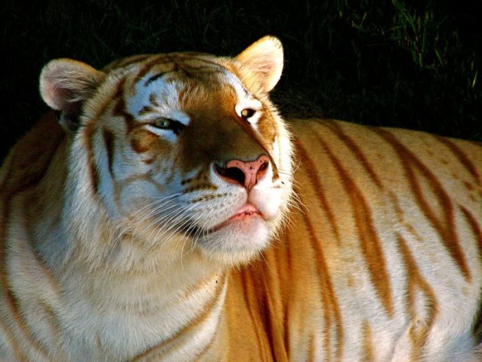 Unusual Golden Tabby Tiger (8 pics)