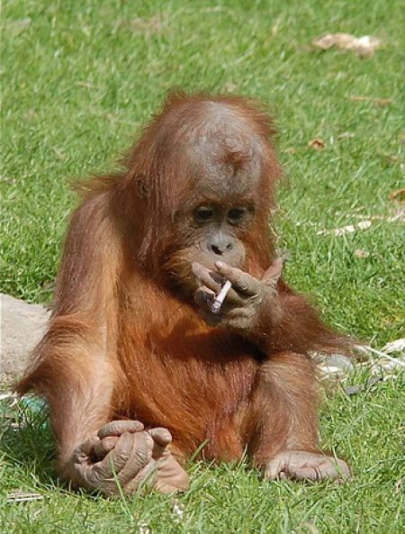 smoking chimpanzee oakland zoo