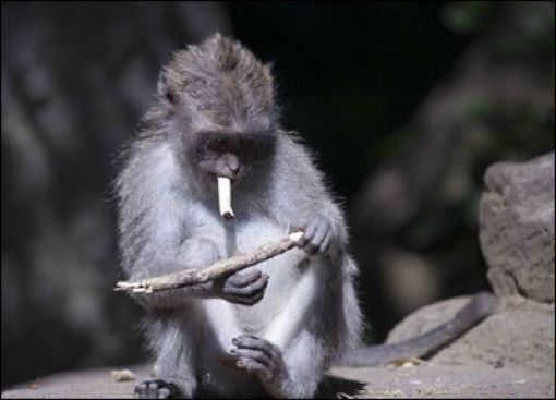 jimmy smoking chimpanzee oakland zoo