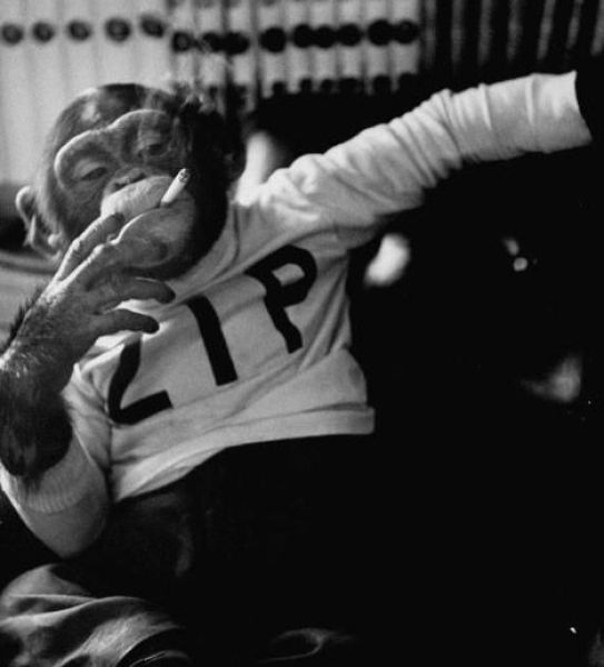 Smoking Monkeys (25 pics)