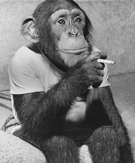 jimmy smoking chimpanzee oakland zoo