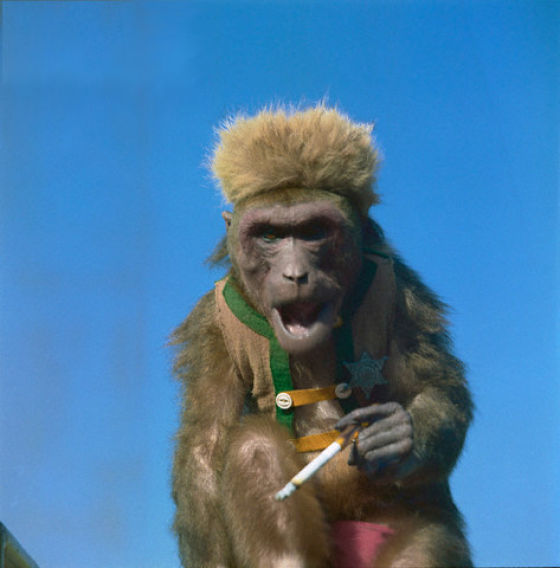 Smoking Monkeys (25 pics)