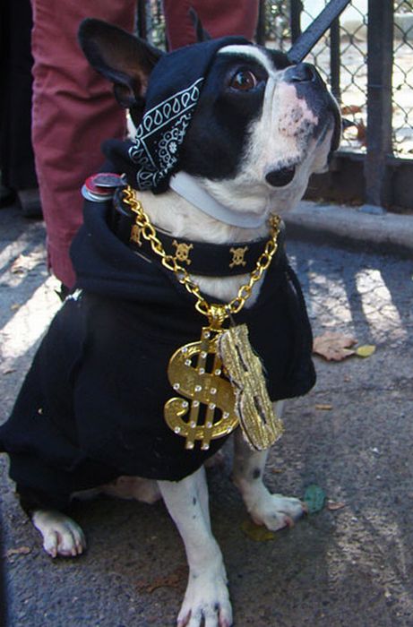 Gangsta Dogs (22 pics)