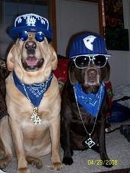 Gangsta Dogs (22 pics)